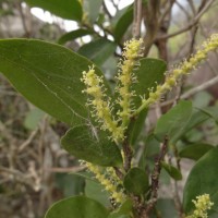 Antidesma alexiteria L.